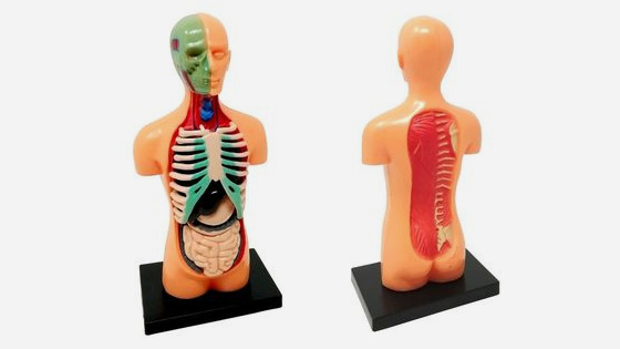Modelo Torso 3D